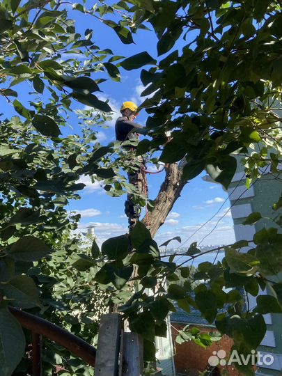 Спил деревьев. Расчистка участка