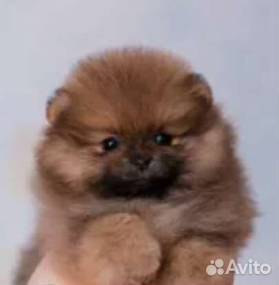 Померанский шпиц медвежьего типа