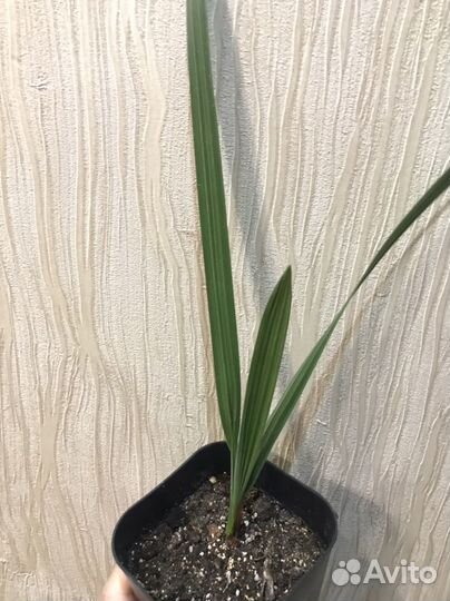 Финиковая пальма