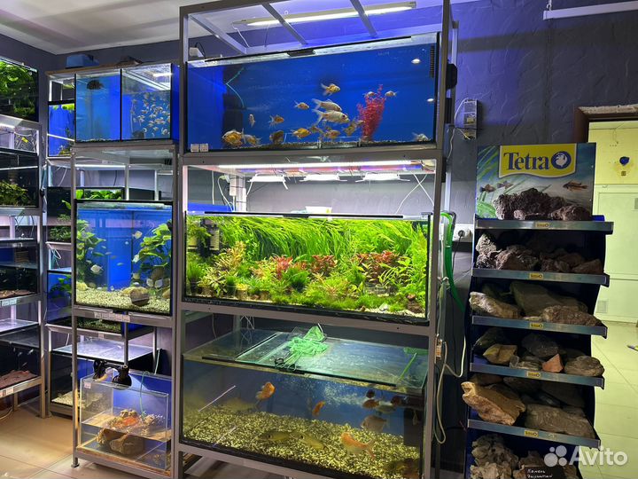 Аквариумные рыбки