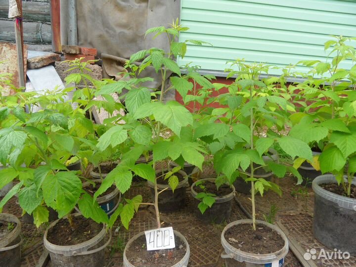 Малина ремонтантная (красная) саженцы