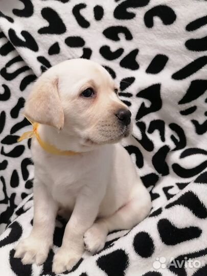 Продам щенка лабрадора