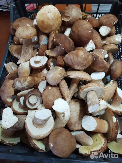 Белые маринованные