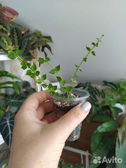 Дисхидии, церопегия вуда