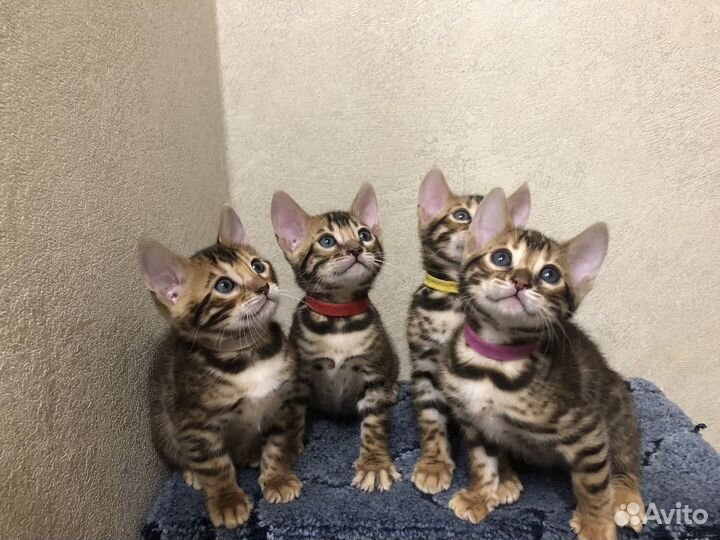 Бенгальские котята