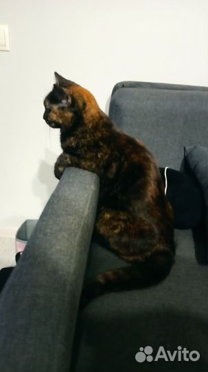 Кошка ищет хозяина