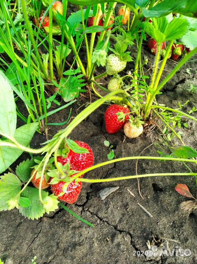 Клубника ремонтантная