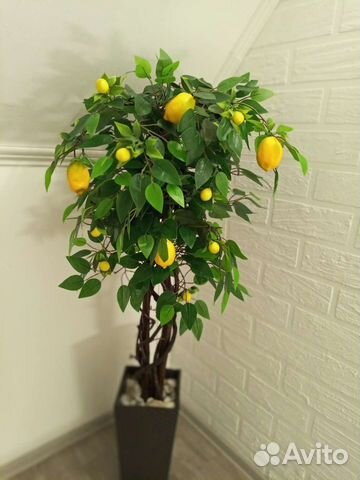 Дерево лимона