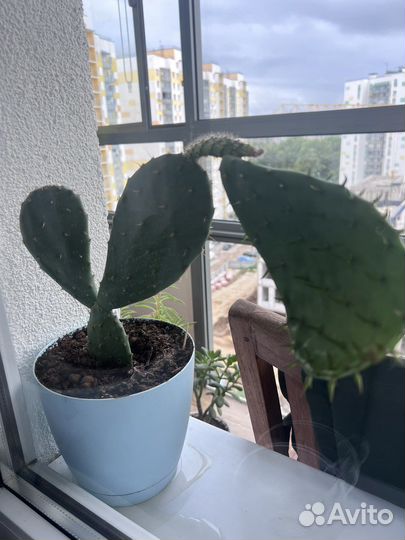 Кактус опунция из Крыма