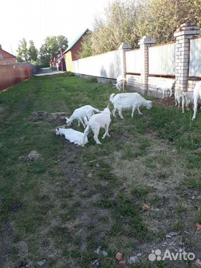 Козье молоко