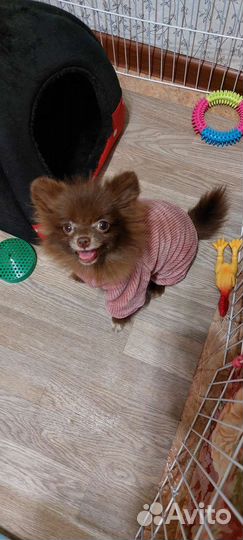 Одежда для собак