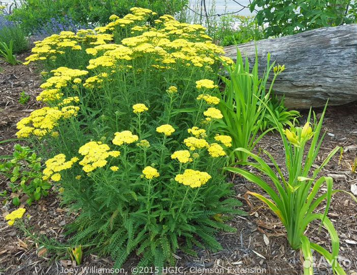 Тысячелистник садовый