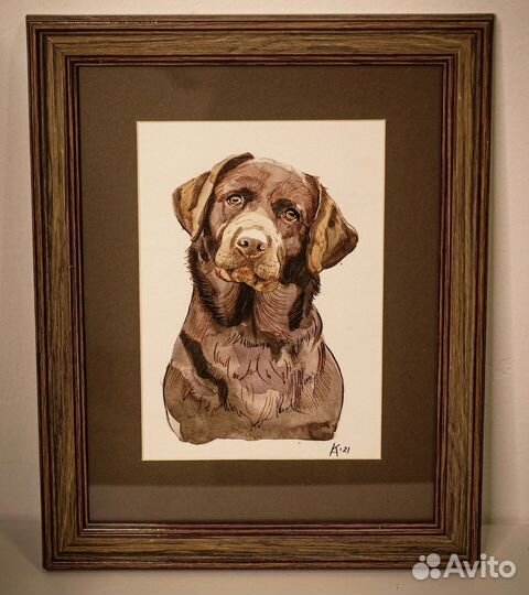 Шоколадный лабрадор портрет