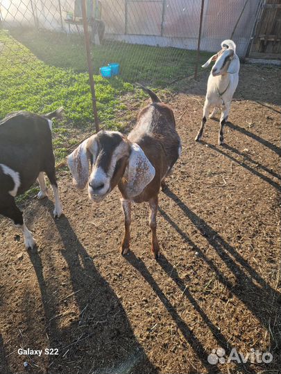 Продам дойных коз