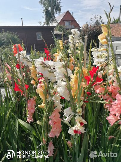 Гладиолусы лилии клематис хоста