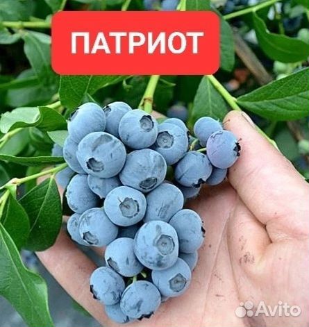 Саженцы голубики