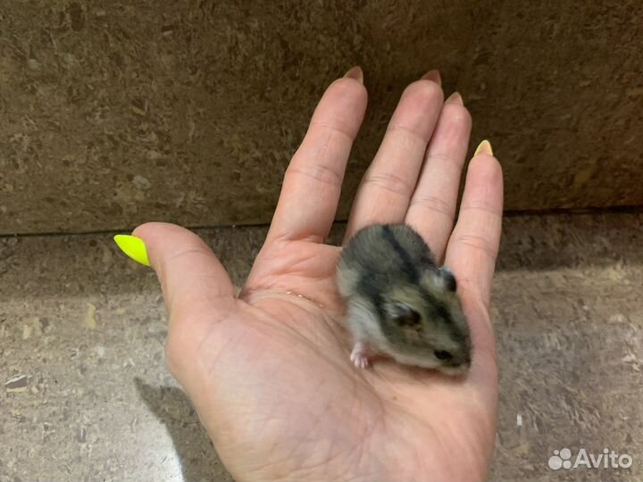 Отдам за шоколадку