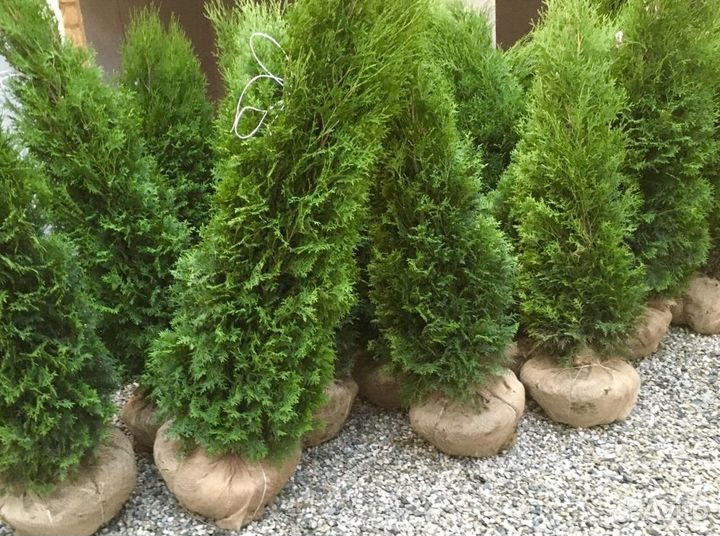 Туя западная оптом