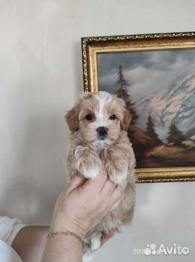 Maltipoo F1 Малышка Лилу