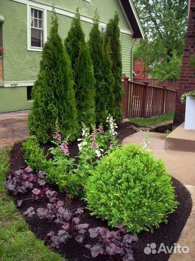 Туя смарагд