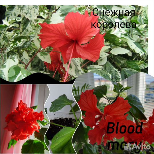 Сортовые гибискусы