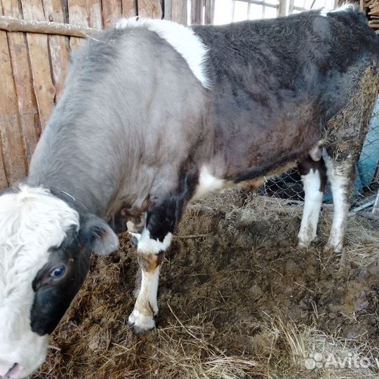 Быки на племя и телочка