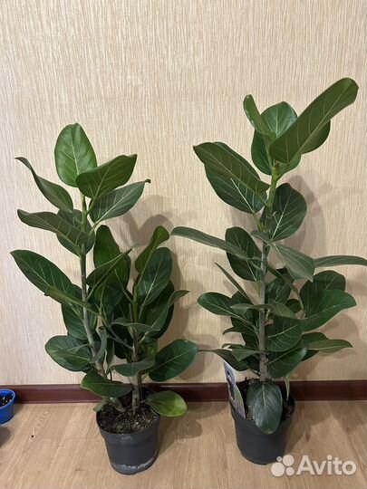 Фикус бенгальский Андрей
