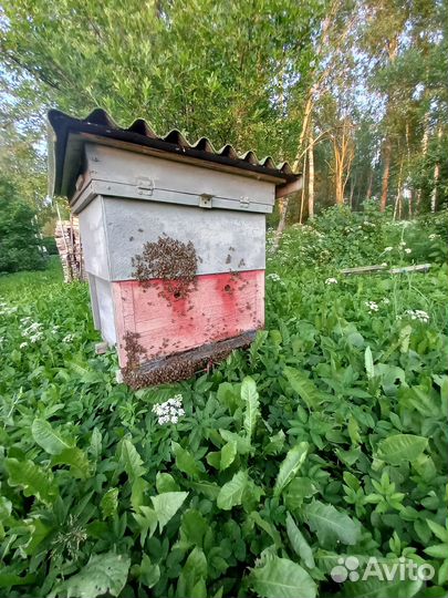 Пчёлы семьями