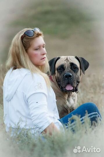 Бытовая дрессировка собак