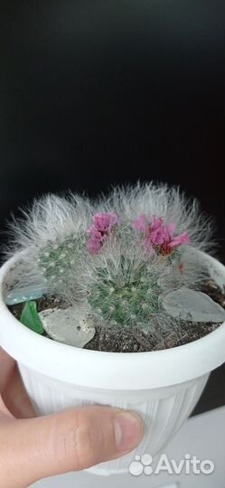 Кактус мамилярия в горшке 0.4 л