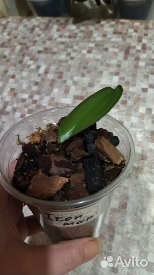 Детки орхидей