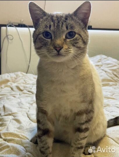 Ищем хозяев коту