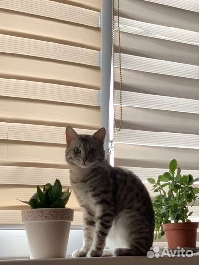Кот