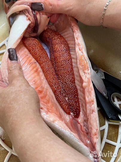 Форель с икрой