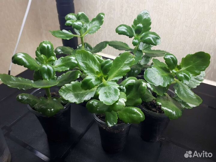 Сциндапсус неон, хлорофитум 2 вида, молочай