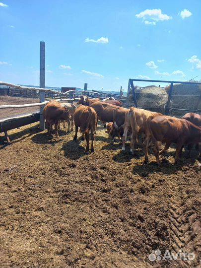 Быки на племя или на мясо