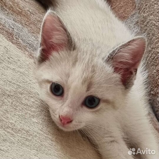 Котенок девочка 2 месяца