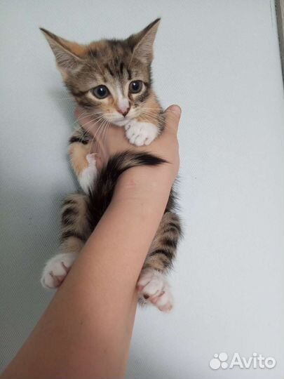 Котенок девочка в дар