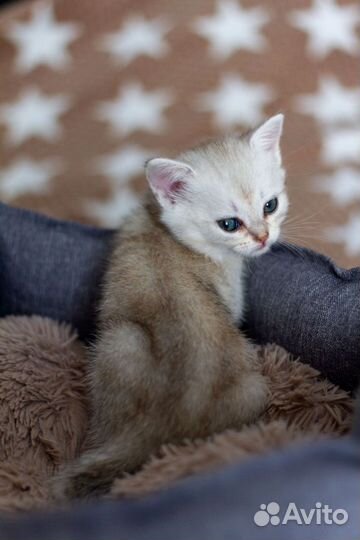 Котята британская шиншилла