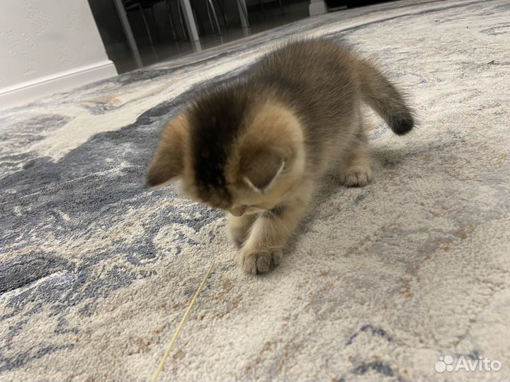 Котята золотая шиншилла