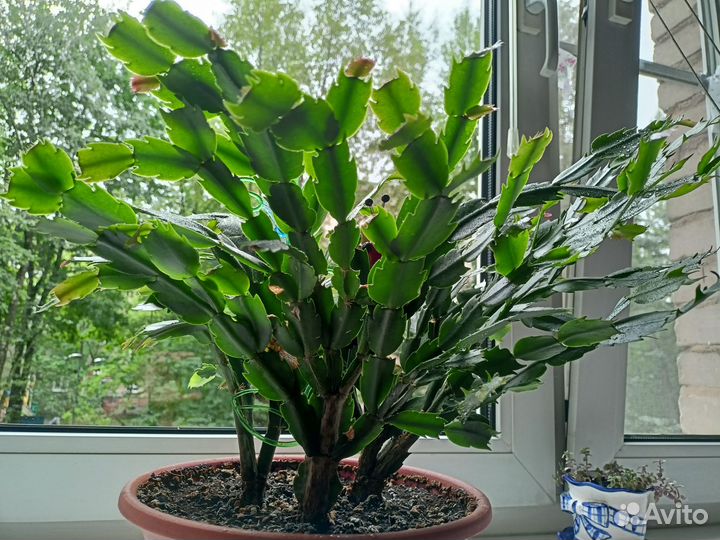 Кактус декабрист