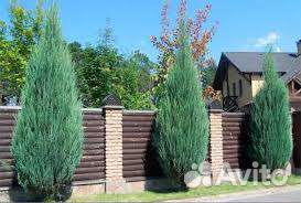 Можжевельник Блю эроу