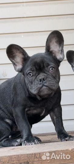 Французский бульдог девочки