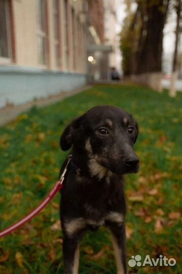 Собачка Берри