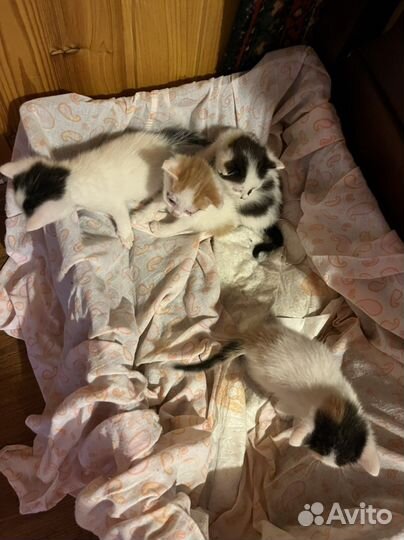 Котята в добрые руки бесплатно