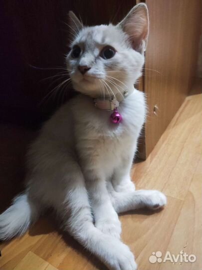Кошка бесплатно