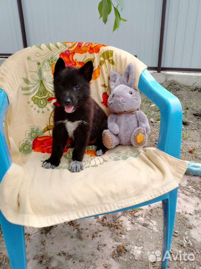 Щенки девочки