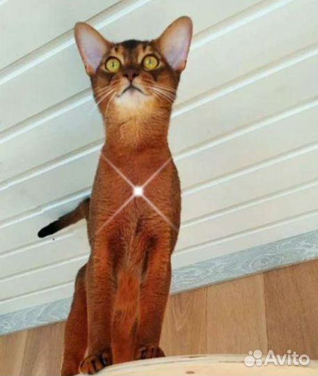 Абиссинский кот
