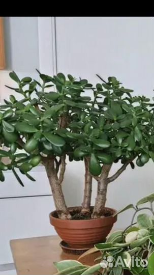 Красивая Крассула Каланхое Бегония Фиалка