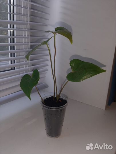 Антуриум-мужское счастье